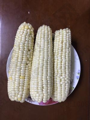 玉米